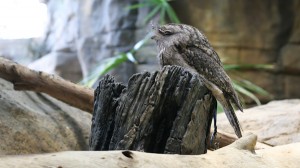 Bird Bird
