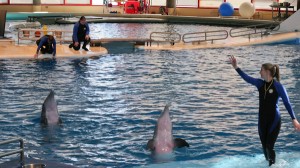 Dolphin show Dolphin show