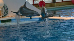 Jumping dolphins Jumping dolphins