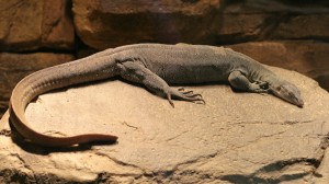 Big lizard thing Big lizard thing