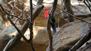 Colorful parrot Colorful parrot