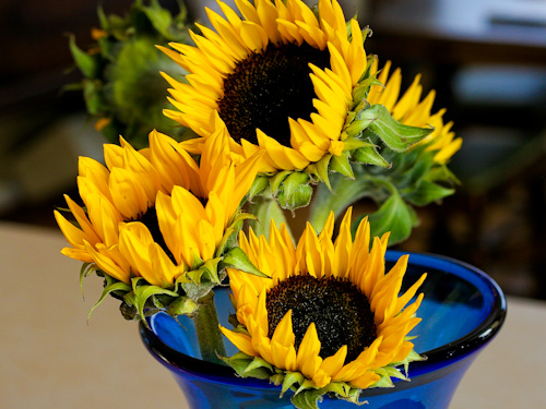 Sunflowers from Monica
