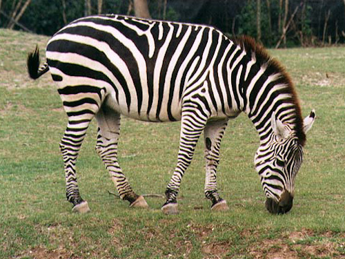zebra zebra