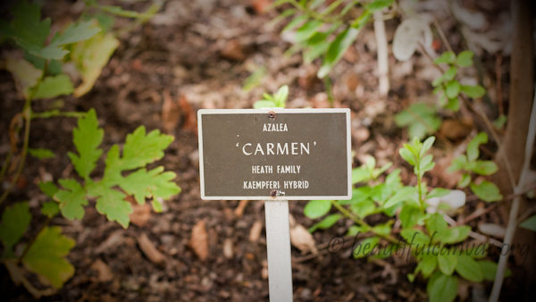 Carmen Sign