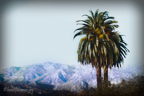 California Palm Tree After