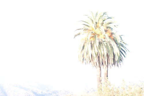 California Palm Tree Before