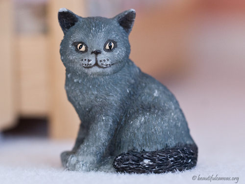 Lauren's Cat
