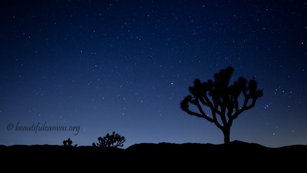 Joshua Tree Under The Stars