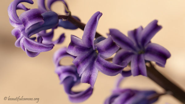 Purple Flowers
