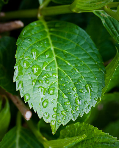 Dew on green leaf