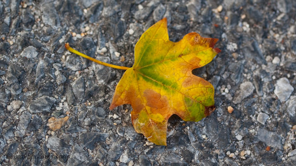 Leaf Leaf