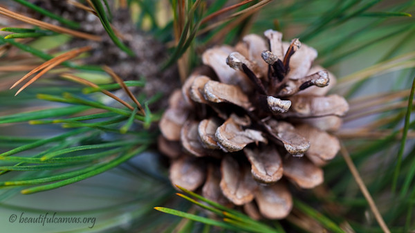 Pine cone Pine cone