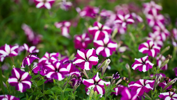 Purple flowers Purple flowers