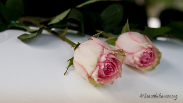 Carmen's Roses Carmen's Roses
