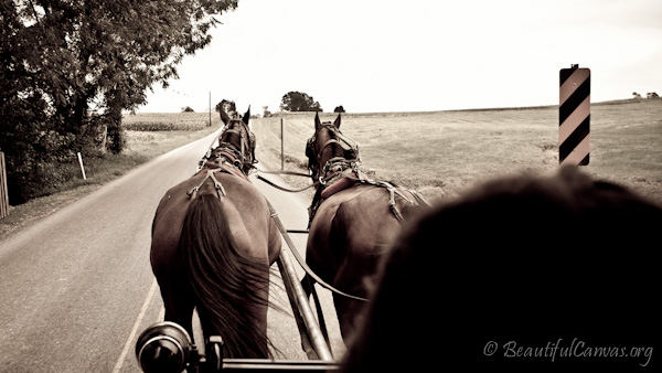 Horse and Buggy Ride
