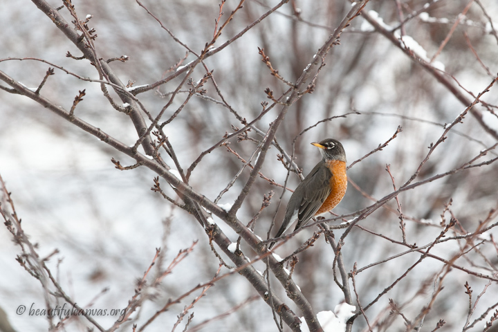 Bird in the snow
