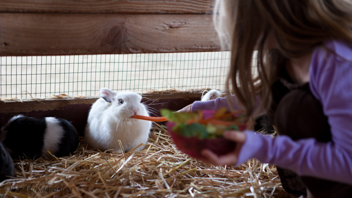 Lauren feeding a bunny