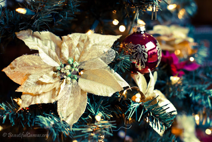 Chrismtas flower