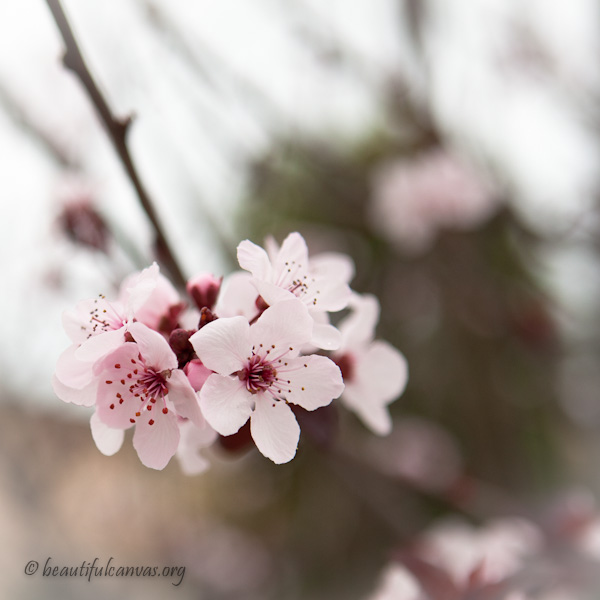 February Flowers