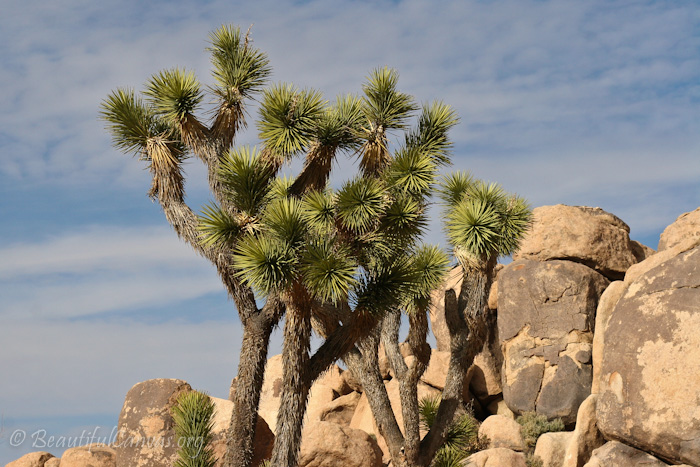 Joshua Tree