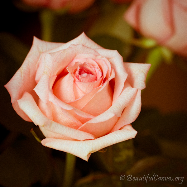 Pink Rose