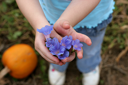 Flowers in the pumpkin patch
