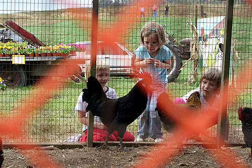 Lauren and friends, feeding the chickens
