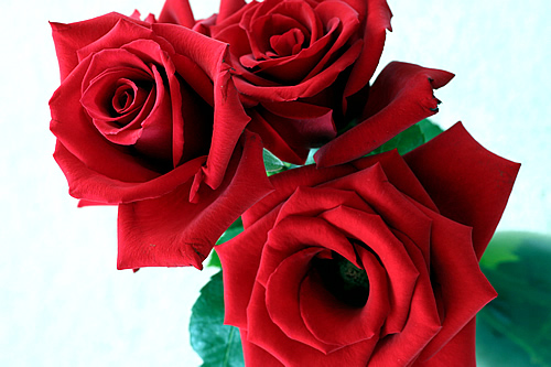20081110_lj_roses
