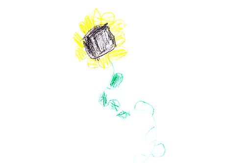Lauren\'s sunflower